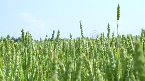 绿色的麦秆随风飘扬视频的预览图