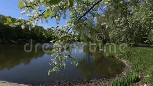 公园里的一个大池塘水上的甜樱花枝特写出色的冷静背景视频的预览图