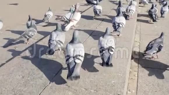 城市鸽子在城市的主广场上为争夺面包而战斗股票城市广场上的一群鸽子丰富多彩的视频的预览图