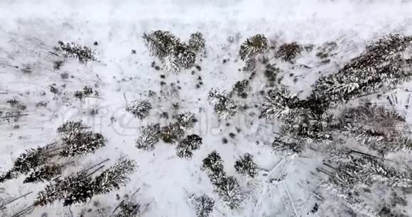 杉树林的空中俯视覆盖着雪视频的预览图