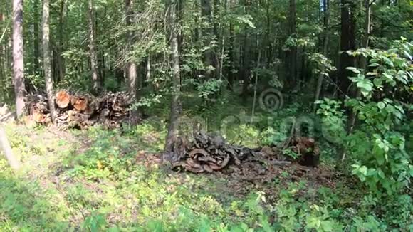 在森林里伐木从倒下的树上锯下来视频的预览图