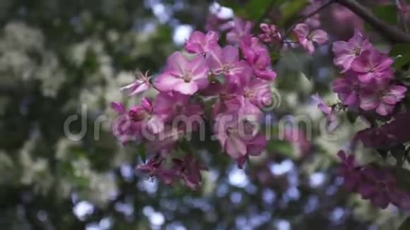 春天的时候为了美丽的苹果树大自然的美丽而特写库存录像明亮的粉红色和白色视频的预览图