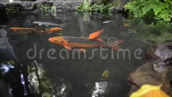 日本池塘鱼视频的预览图