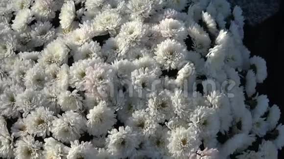 秋天的花在花园上深秋清晨带冻水珠的花视频的预览图