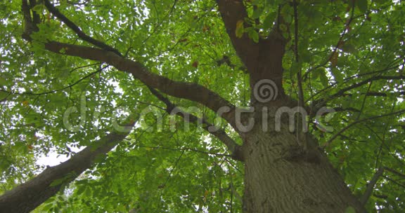 高大茂盛树木的低视角视频的预览图