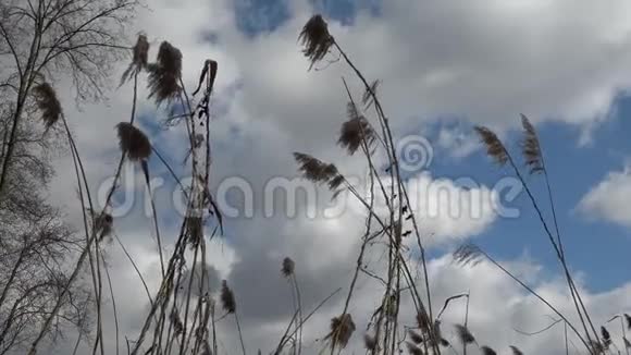 风摇动干燥的芦苇视频的预览图