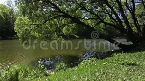 柳枝挂在河上上午公园风景优美视频的预览图