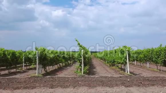 夏天的葡萄园视频的预览图