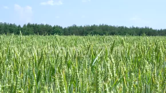 绿色的麦秆随风飘扬视频的预览图