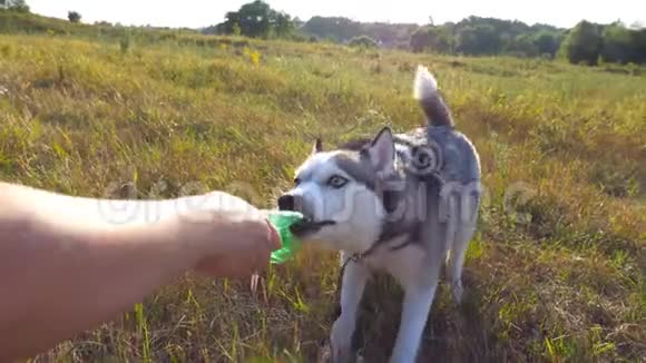 日落时分一只西伯利亚哈士奇狗咬着她拉着她在田里玩耍时一只雌性手牵着一个塑料瓶视频的预览图