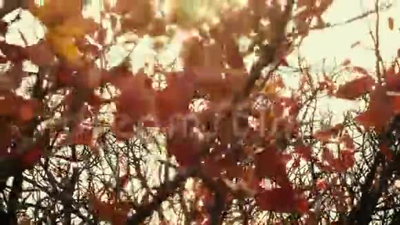 阳光穿过一棵树的红叶视频的预览图
