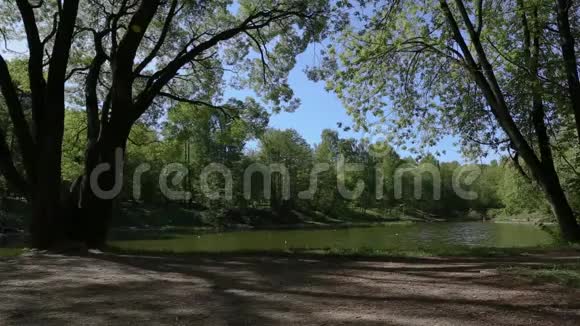 绿色的树枝挂在湖面上美丽沉稳的长背景鸭子清理岸边的羽毛视频的预览图