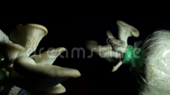 黑牡蛎菇视频的预览图