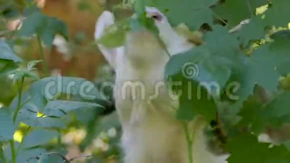 大角的白山羊在森林里吃灌木视频的预览图