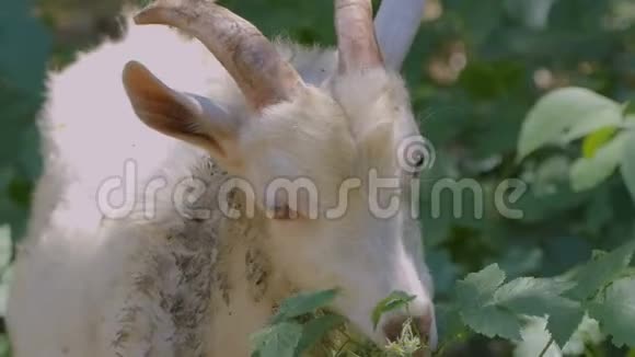 白山羊在森林里吃灌木视频的预览图
