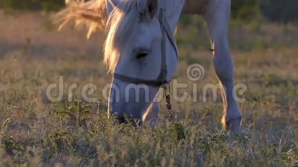 拍摄到一匹在日落时吃草的白马视频的预览图