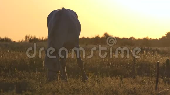 日落时分马在田野上吃东西视频的预览图