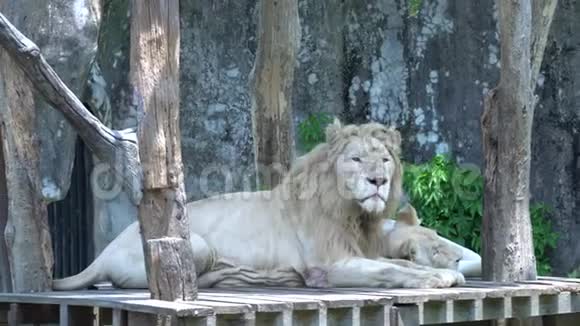 2只大狮子躺在木头地上在动物园里找东西视频的预览图