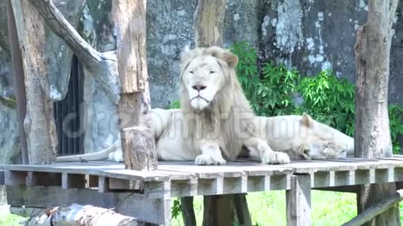 2只大狮子躺在木地上美丽的动物视频的预览图