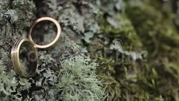 苔藓宏观特写黄金钻石珠宝中树皮上的结婚戒指视频的预览图