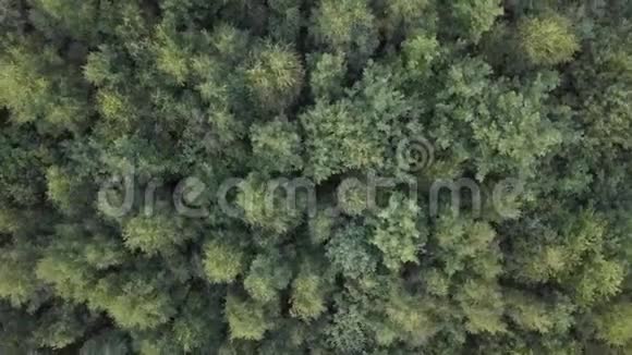 在乡村风景中飞过美丽的绿色森林视频的预览图