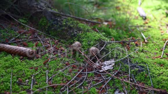 蘑菇狩猎放在一个最靠山股票镜头4视频的预览图