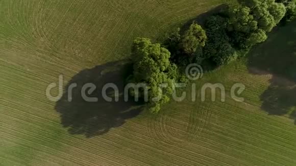 农田的空中镜头中间很少有树视频的预览图