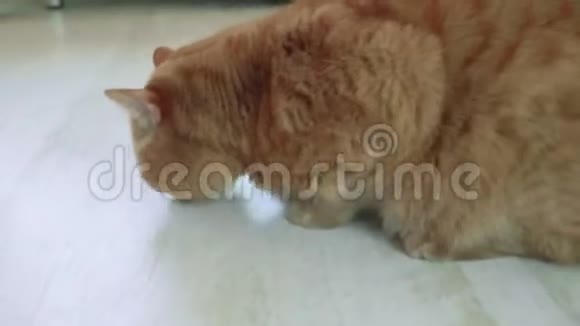 摄像机围绕着坐在地上的英国红猫视频的预览图