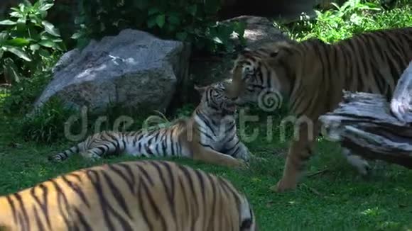3只成年老虎躺在大自然的栖息地视频的预览图