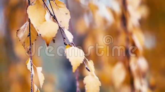 季末葡萄园的叶子视频的预览图