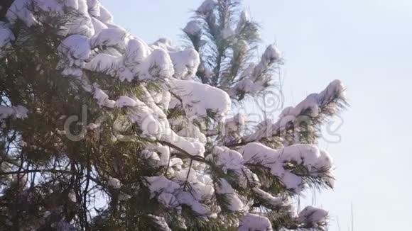 冬季森林中的雪覆盖树视频的预览图