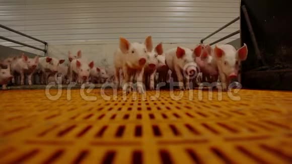 现代工业养猪场上的猪视频的预览图