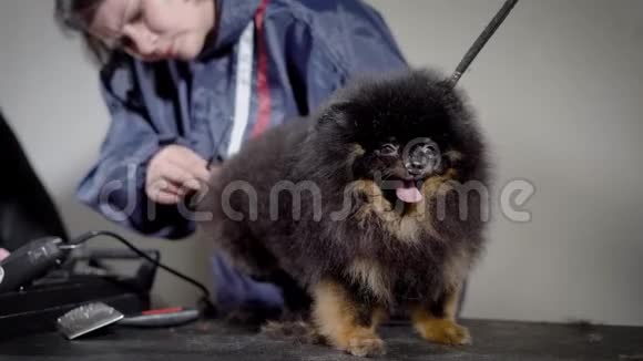 女性美容师在专业美容美发店用剪刀修剪黑色小毛狗的头发狗在修理视频的预览图