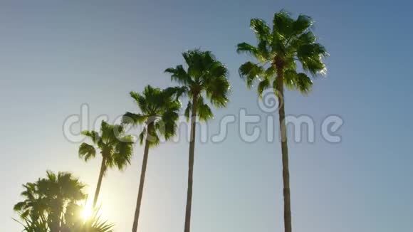 棕榈树蓝天慢风萨拉索塔入口视频的预览图