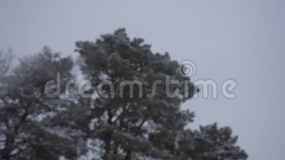 冬季森林冬天在森林里下雪圣诞节的晚上下雪在圣诞公园雪是视频的预览图