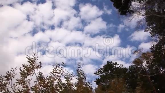 云天树视频的预览图