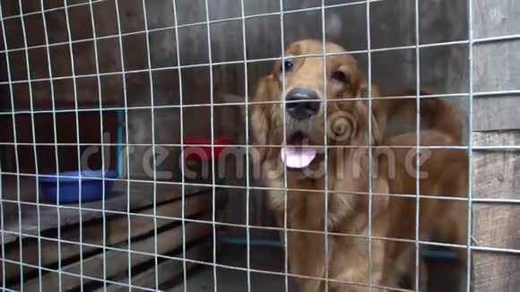 狗吠锁在笼子里视频的预览图