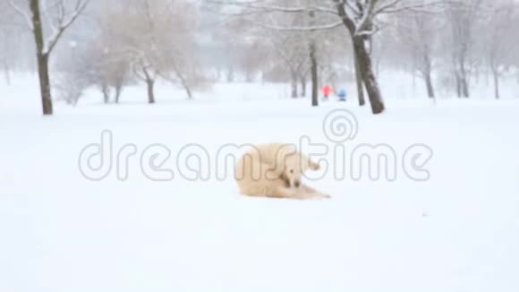 冬天在雪地公园里追尾巴的滑稽狗视频的预览图