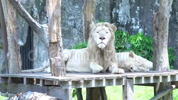 2只大狮子躺在木头地上在动物园里寻找东西美丽的动物视频的预览图