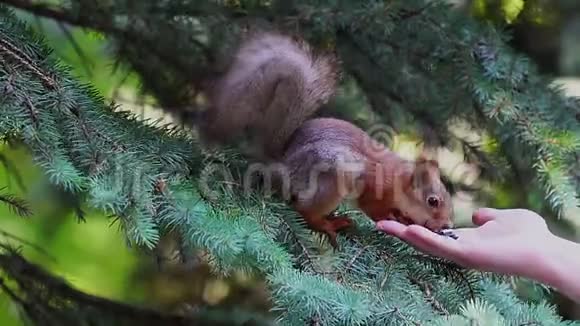 一只松鼠坐在云杉树枝上吃人手里的葵花籽视频的预览图