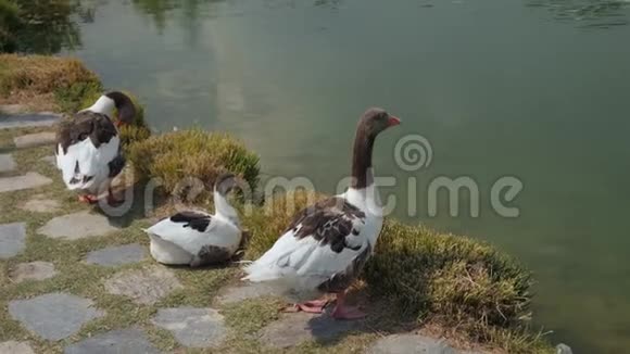 几只鹅站在帕穆卡莱湖畔视频的预览图