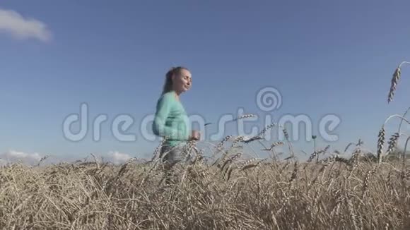 年轻苗条的女人穿着一件蓝色的毛衣和牛仔裤留着一头长发穿过成熟的麦田直到夏天视频的预览图