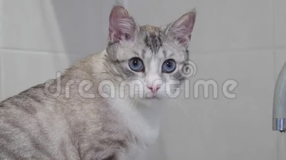 蓝眼睛的浅条纹猫洗他的舌头视频的预览图
