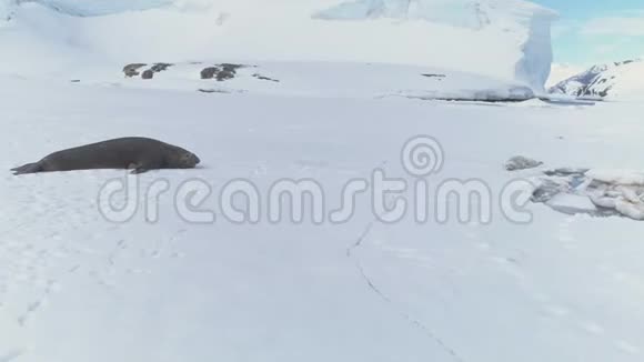 南极冰面上成熟的大象海豹视频的预览图
