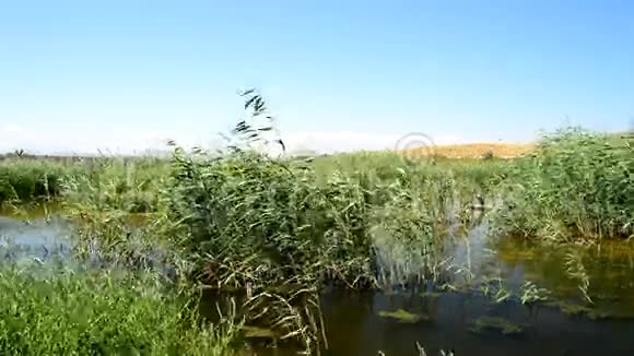 鸭子池塘里的高草视频的预览图