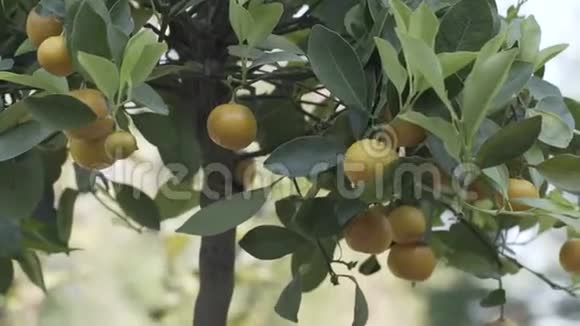 柑橘橘子农业食品新鲜视频的预览图