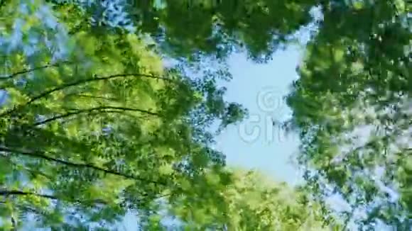 去在绿树的拱门下旋转摄像机向前移动并旋转POV概念视频的预览图