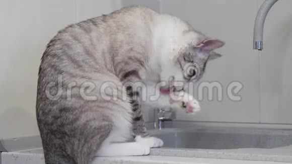 蓝眼睛的浅色条纹猫洗他的舌头视频的预览图