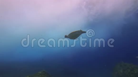 海龟游泳至太阳光线充足的海面波浪蓝色太阳光线充足的海面视频的预览图
