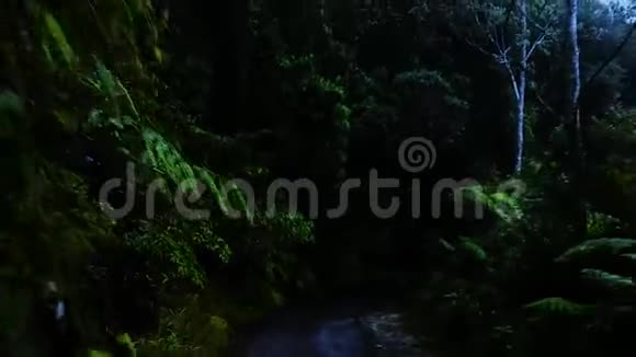 在黑暗森林丛林中行驶视频的预览图